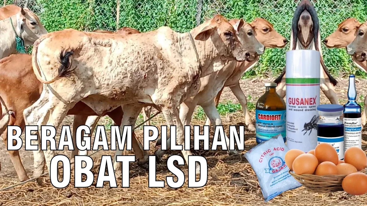 
                                 Obat-Sapi-Sakit-LSD